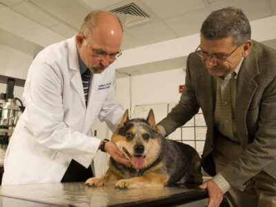 Changing the paradigm: How a veterinary oncologist informed knowledge of hypoxia