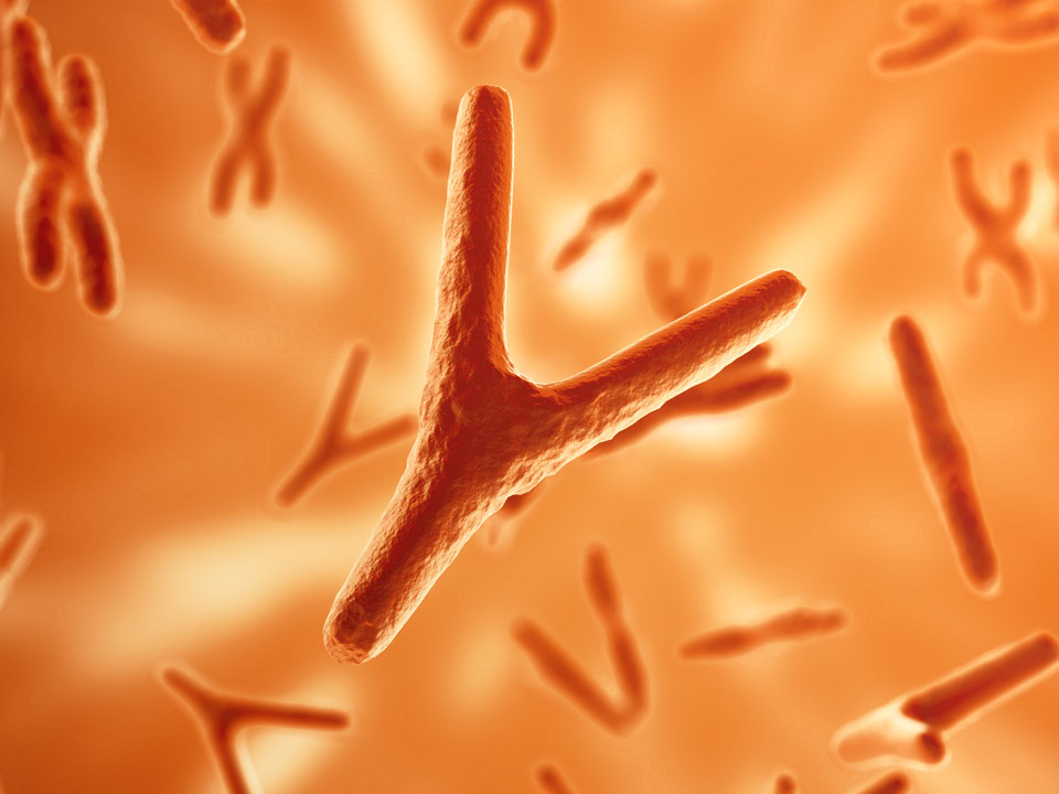 Once deemed a “functional wasteland,” Y chromosome is found to play a role in cancer immunity The finding may alter biology textbooks