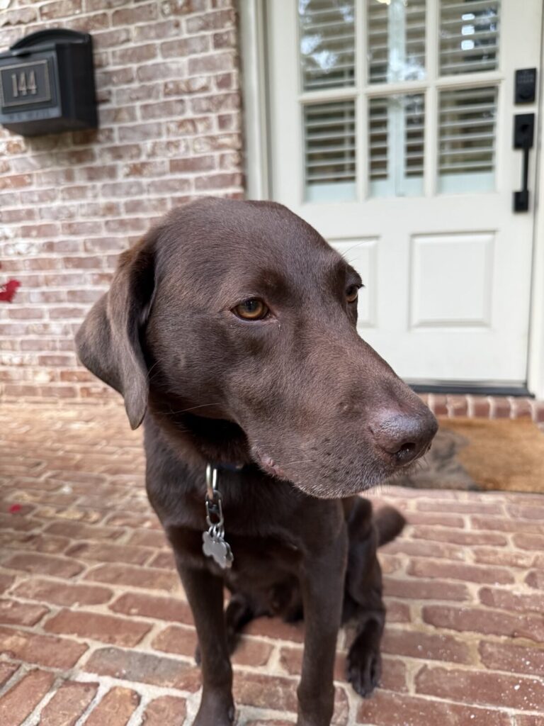 A chocolate lab.