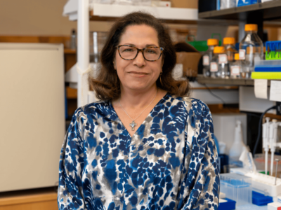 Antibody halts triple-negative breast cancer in preclinical models