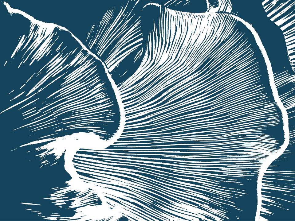 MD Anderson study suggests psilocybin may prevent chemo-induced neuropathy “Because it works in one neural system, you begin to wonder: Well, what about another?”
